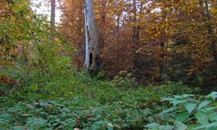 Biodiversität ist für die Gesundheit wichtiger als bisher gedacht