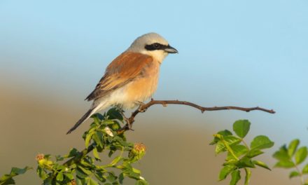 Der Neuntöter ist Vogel des Jahres 2020