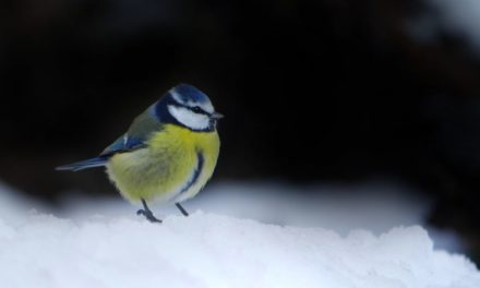 Stunde der Wintervögel 8. bis 10. Januar 2021