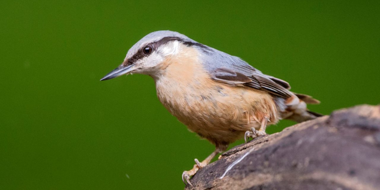 Stunde der Gartenvögel 2022: Wer piepst und flötet vor dem Haus?