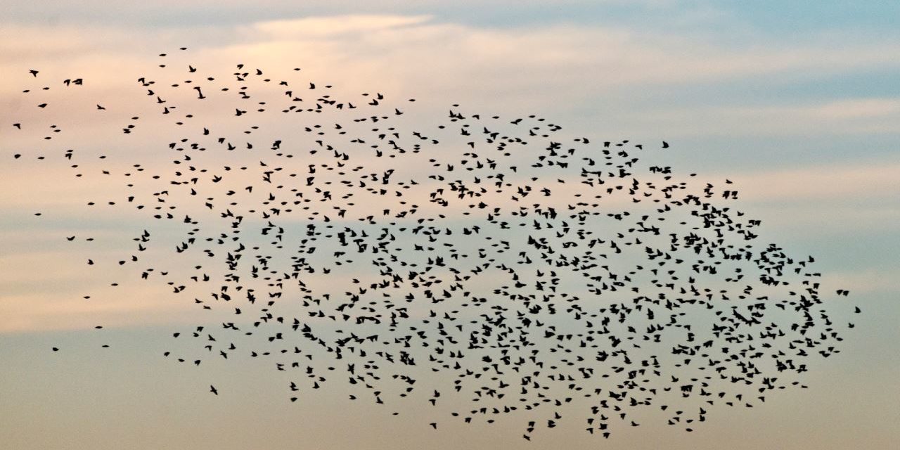 Ein Weltwunder live beobachten: Zugvogeltage 2./3. Oktober 2021