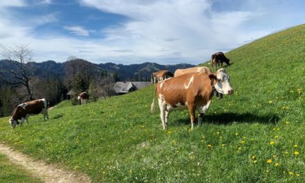 Schweizer Landwirtschaft 2021 – historisch tiefe Ernten