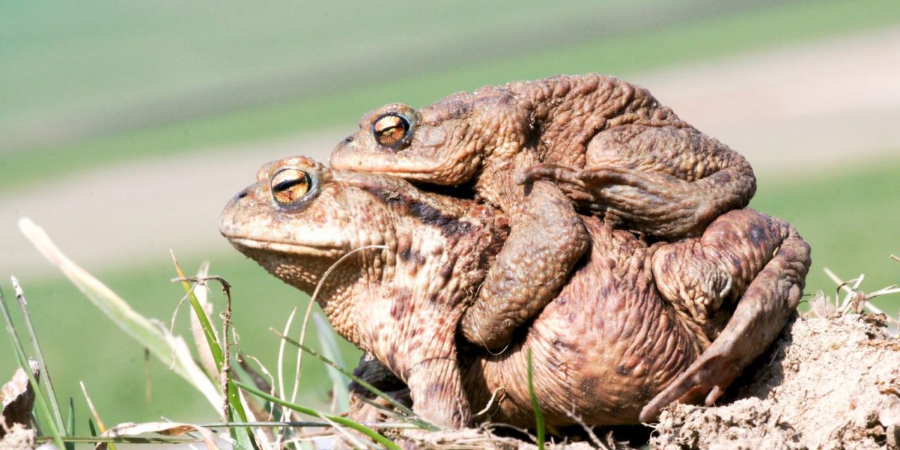 Milde Temperaturen: Amphibien auf Wanderung