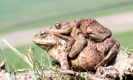 Milde Temperaturen: Amphibien auf Wanderung