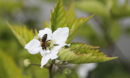 Mieses Wetter sorgt für hohe Bienenvölker-Verluste