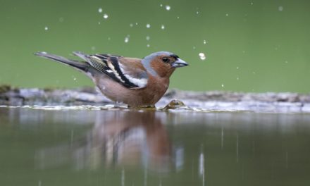 Vögel und die Hitze