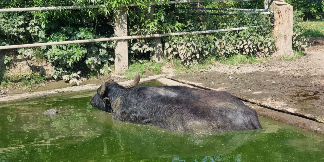 Wasserbüffel: Mit einzigartiger Milch die Käseherzen erobert